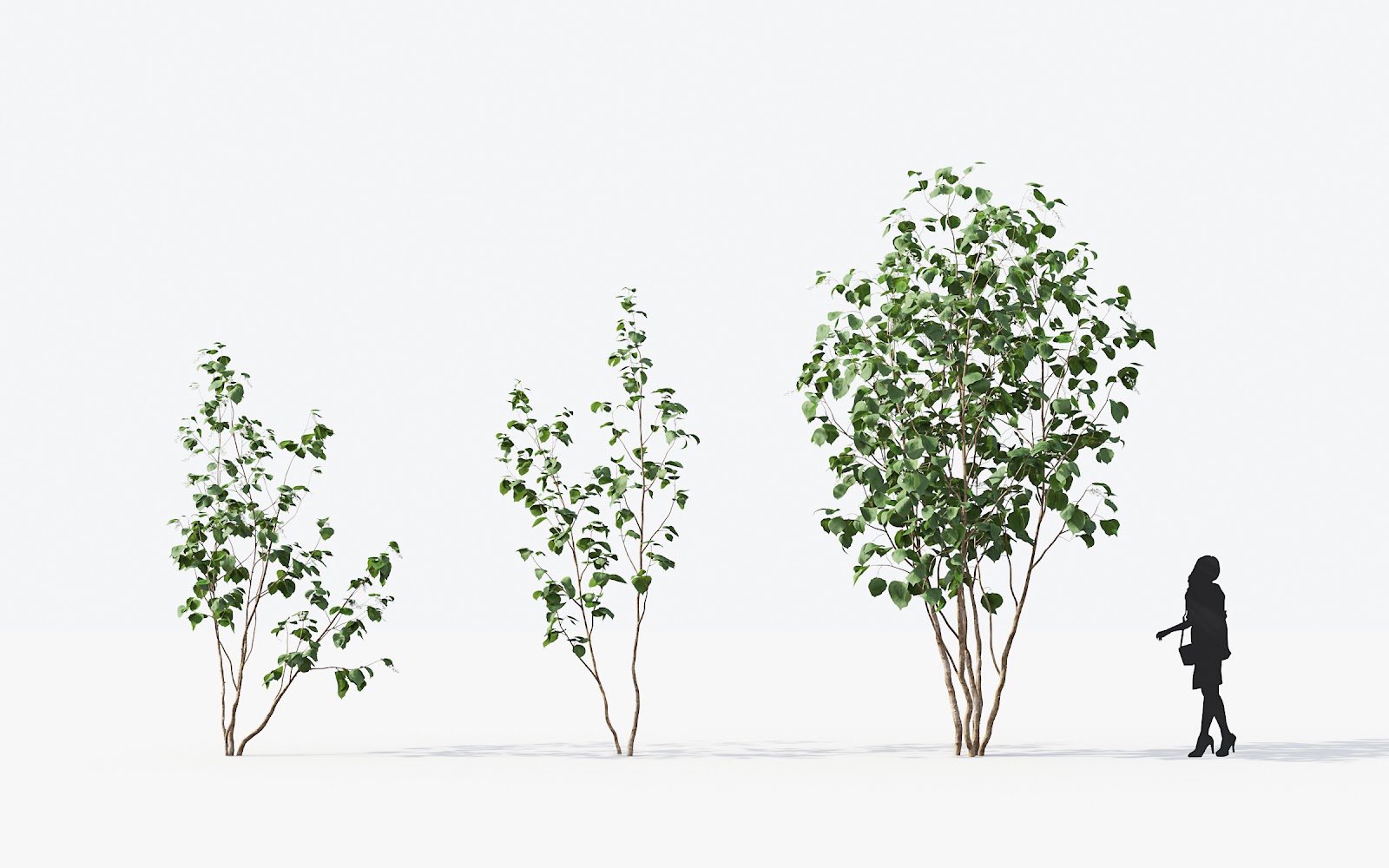 Maxtree - Plant Models Vol.14
