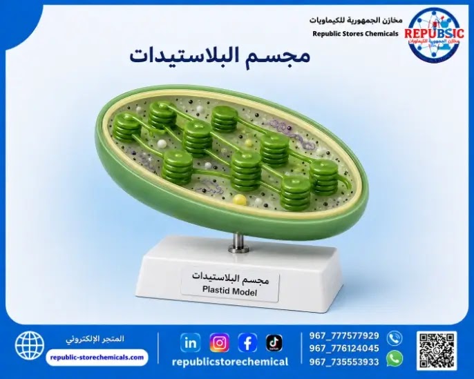 مجسم البلاستيدات تعليمي