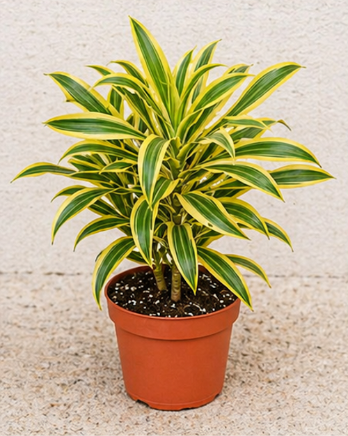 Song of India Plant