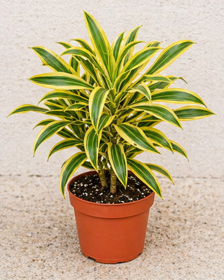 Song of India Plant — view 1