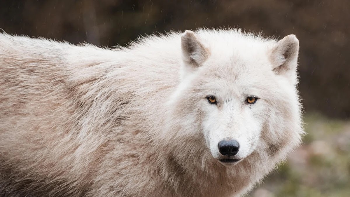 늑대와 양치기 소년 속담의 심리학적 의미와 현대 사회에서의 적용