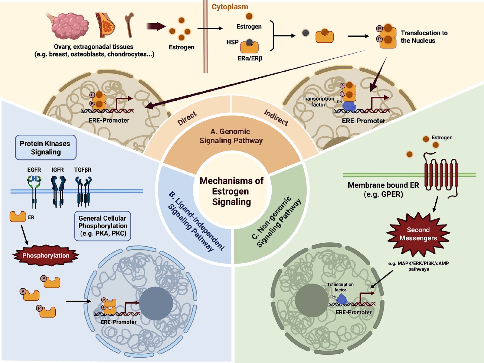 Crosstalk between YAP/TAZ and ERα in mechanical and hormonal signaling in the skeletal system