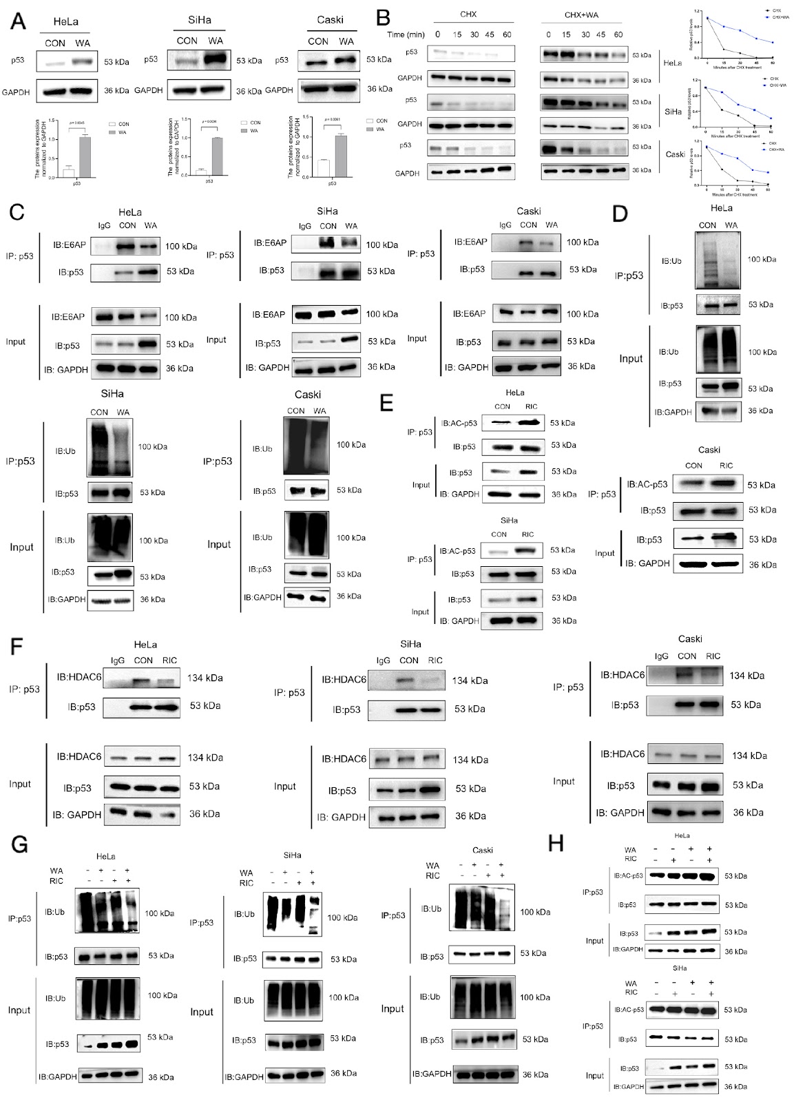 Withaferin A combined with ricolinostat: a potent synergistic therapy for cervical cancer through regulating p53 ubiquitination and acetylation
