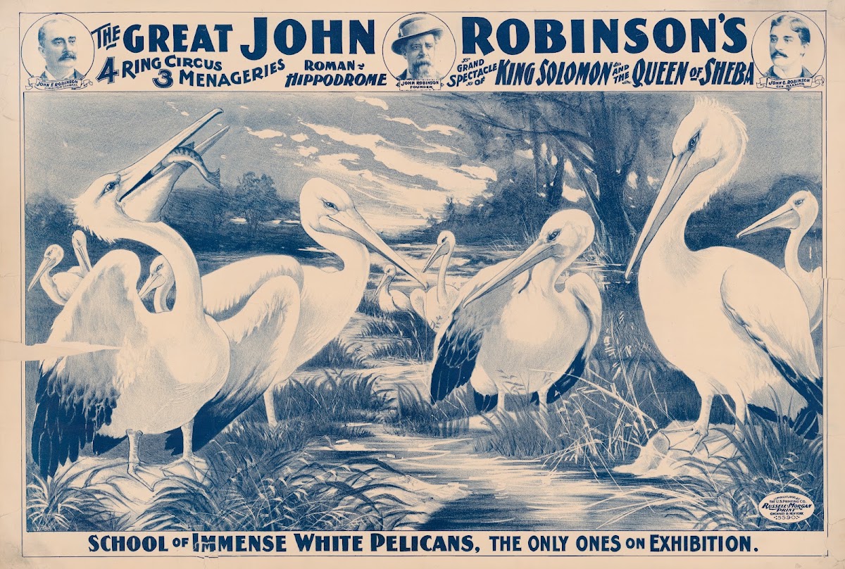 The great John Robinsons 4 ring circusSchool of immense white pelicans the only