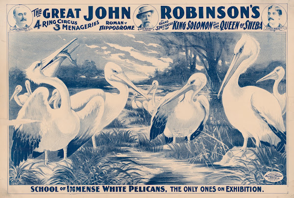 The great John Robinsons 4 ring circusSchool of immense white pelicans the only