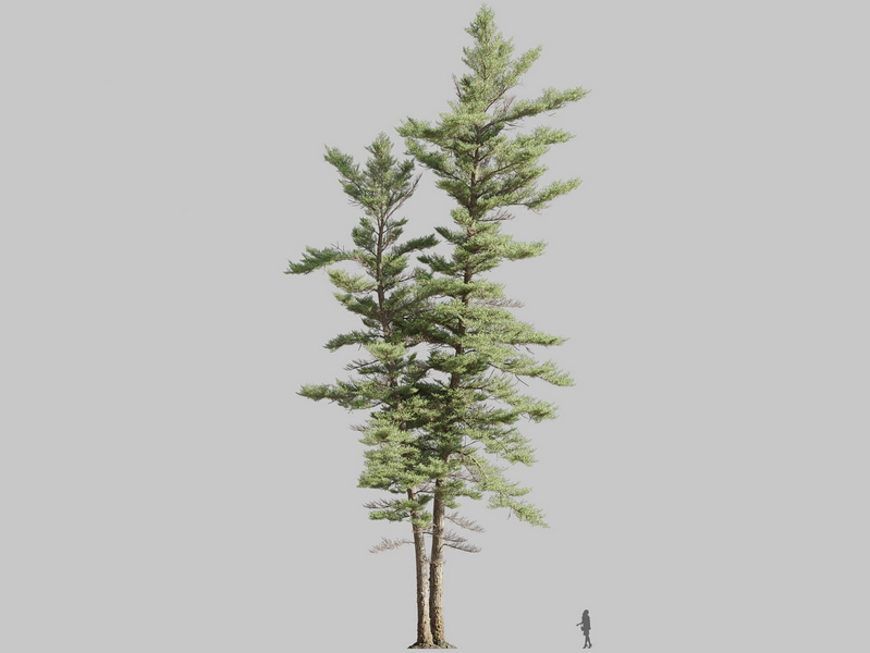 Maxtree - Plant Models Vol.126
