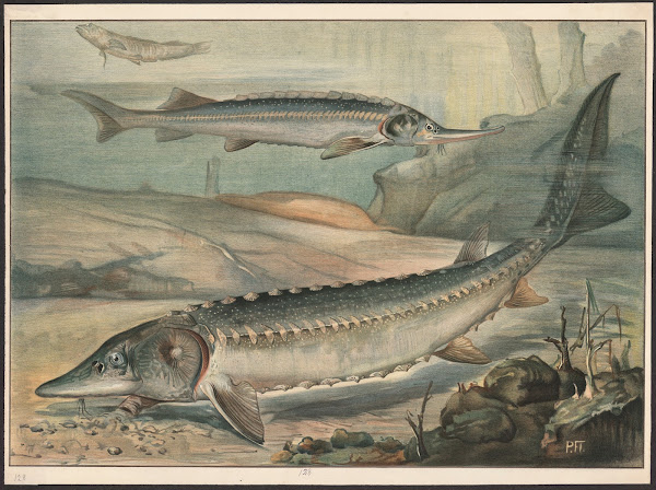 Sturgeon 1913