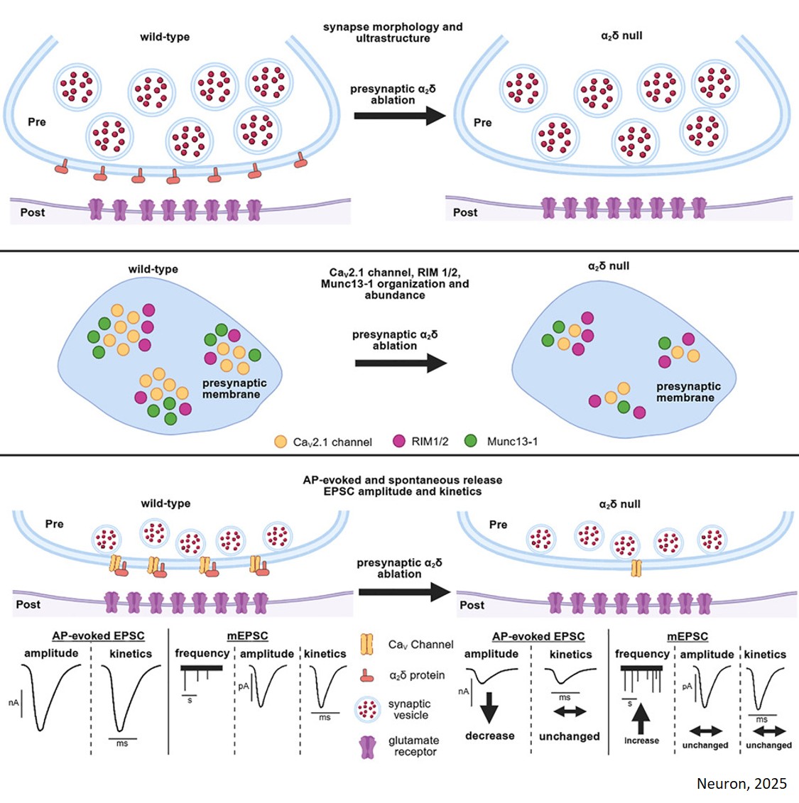Presynaptic α2δs specify synaptic gain, not synaptogenesis, in the mammalian brain
