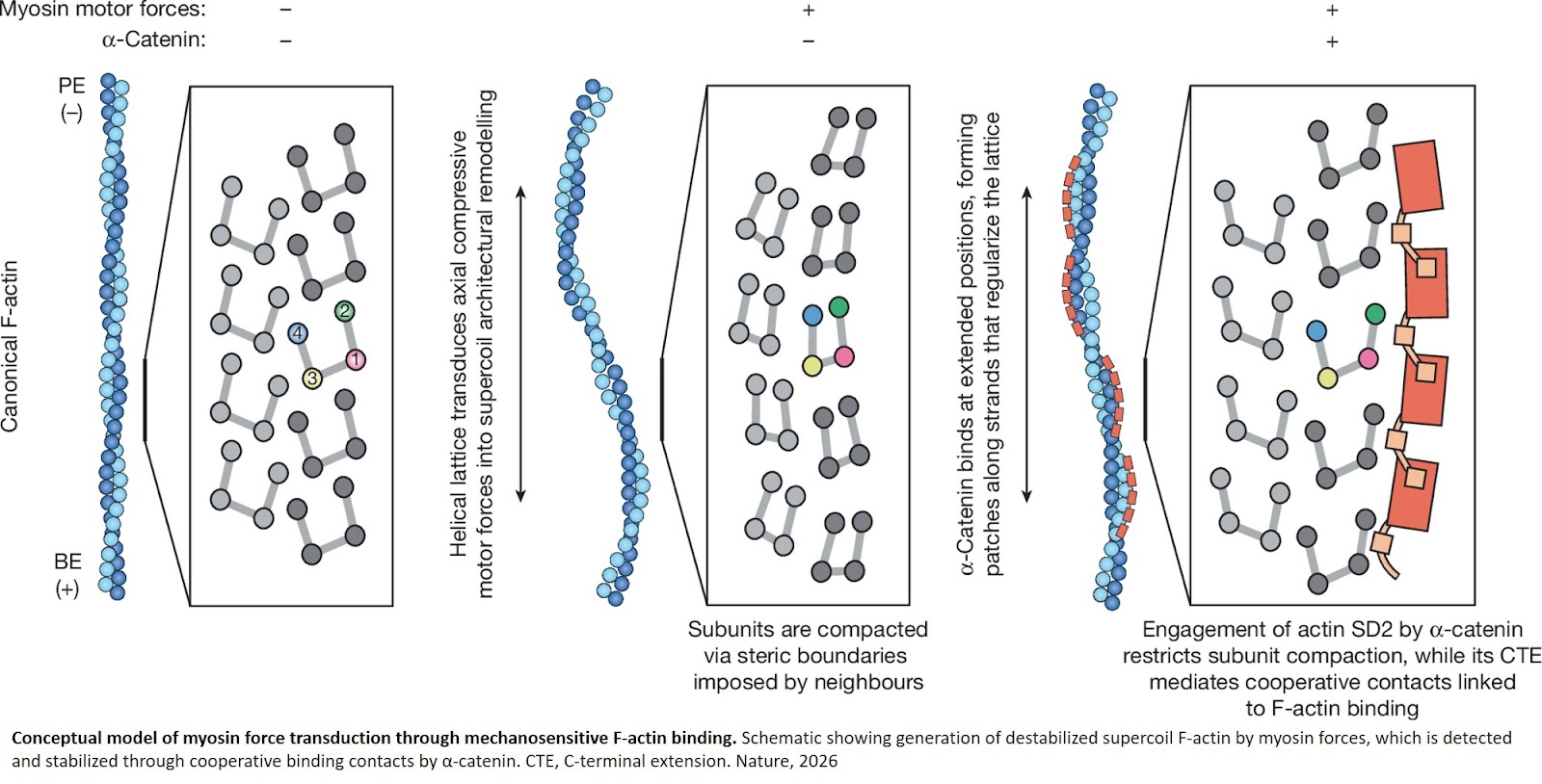 Myosin forces remodel F-actin for mechanosensitive protein recognition