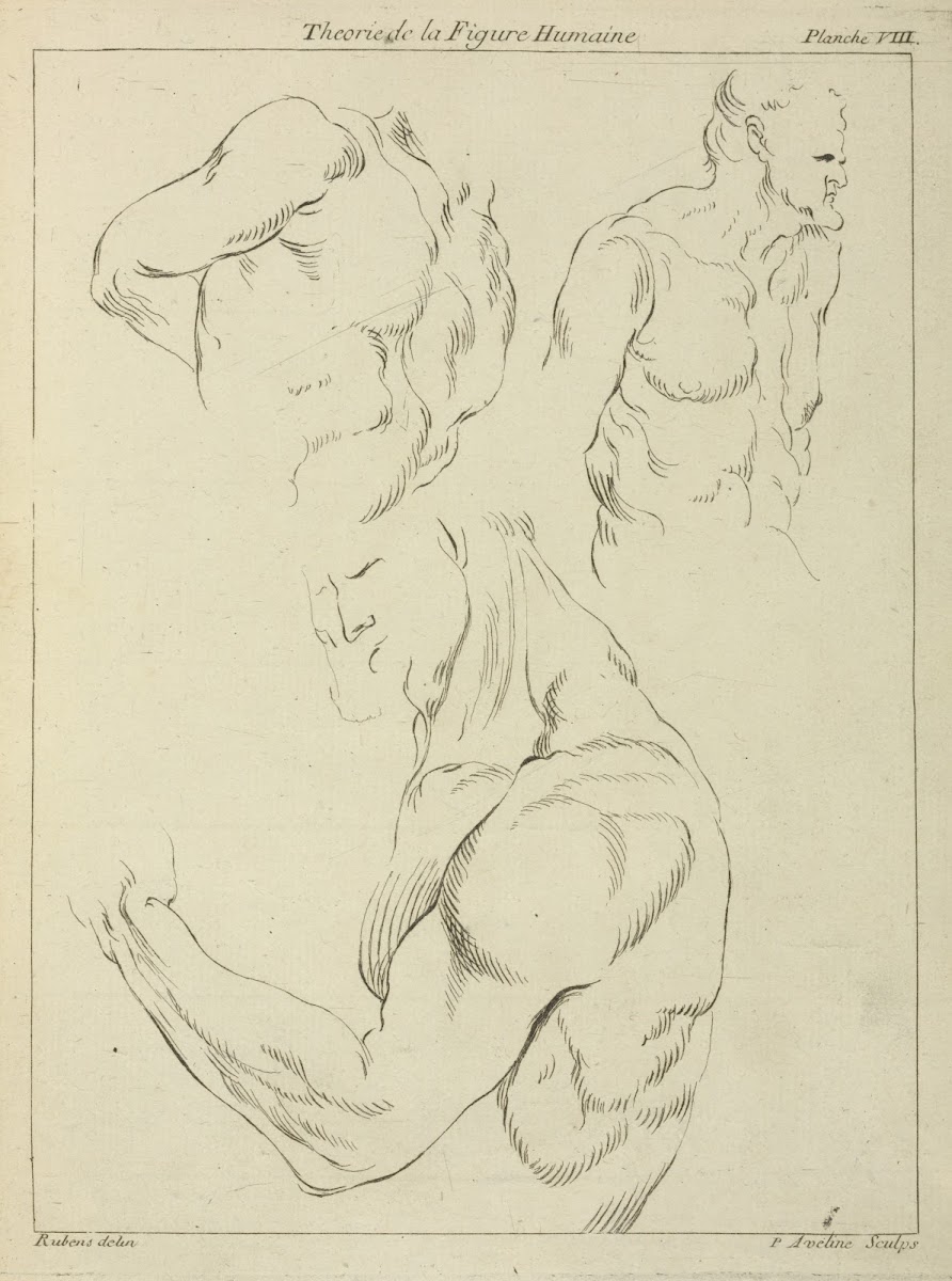 Studies of a mans chest biceps and shoulders