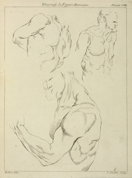 Studies of a mans chest biceps and shoulders