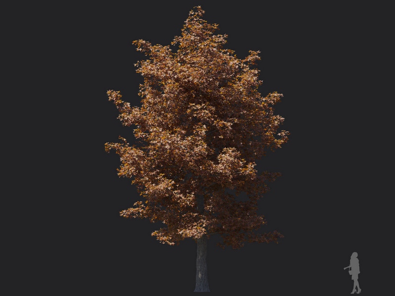 Maxtree - Plant Models Vol.116