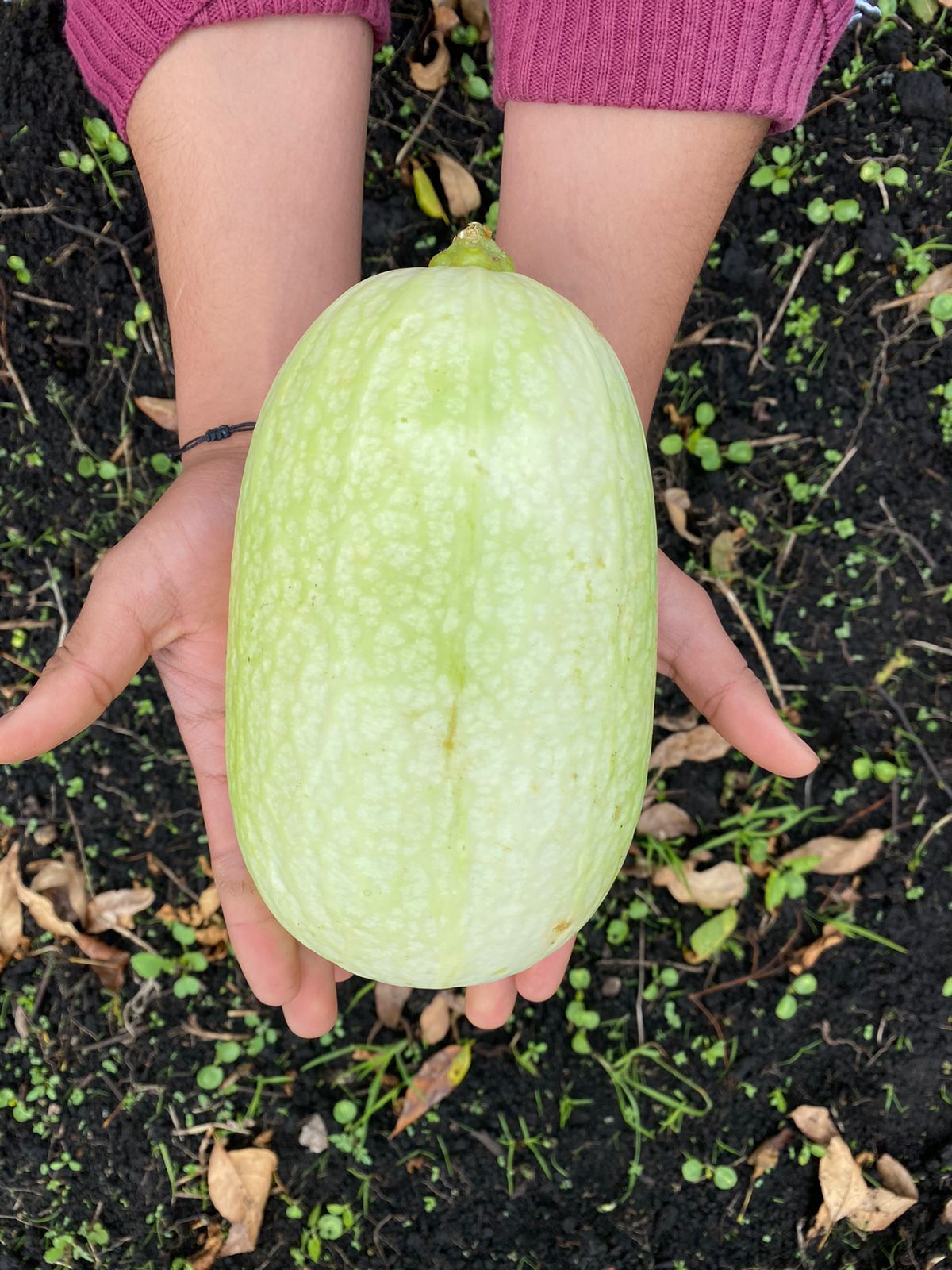Comprar calabaza orgánico
