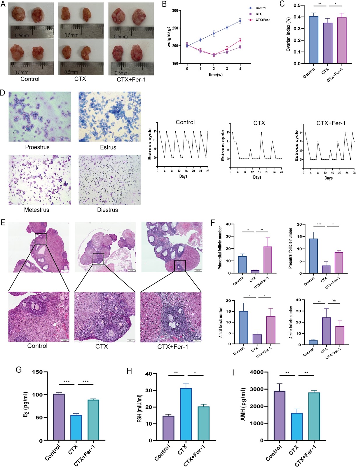 Isorhamnetin-preconditioned MSC-derived exosomes restore ovarian function by inhibiting ferroptosis in chemotherapy-induced POF