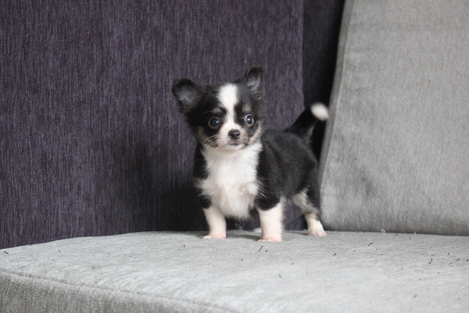 1/5出生 高端優質迷你長毛吉娃娃黑領巾妹妹