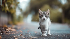 Cat Wallpaper