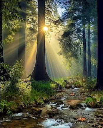 Sunshine Forest Picture