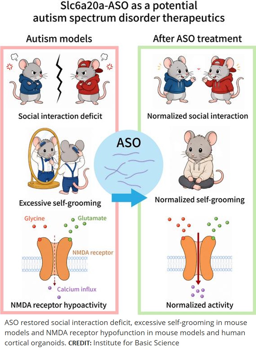 Glycine-modulating Slc6a20a-ASO restores NMDA receptor function in SHANK2 and SHANK3-mutant mice and cortical organoids