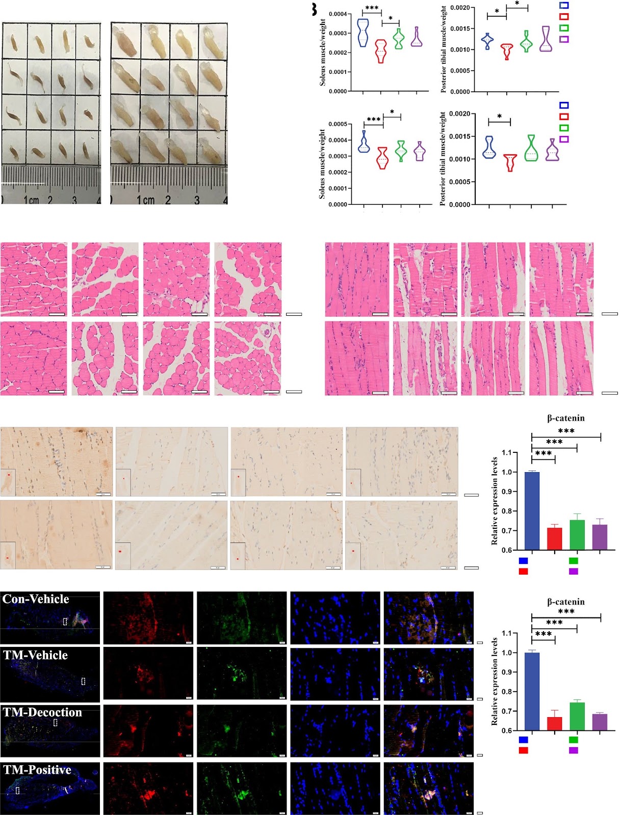 A traditional herbal decoction regulates skeletal muscle satellite cell osteogenesis and myogenesis for repairing osteosarcopenic fractures via β-catenin
