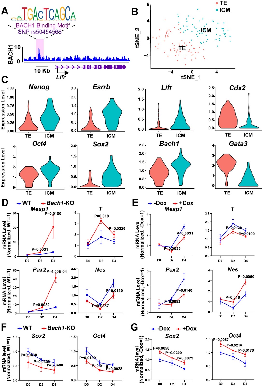 BACH1 recruits STAT3 to enhance leukemia inhibitory factor receptor activity and augments the self-renewal capacity of mouse embryonic stem cells