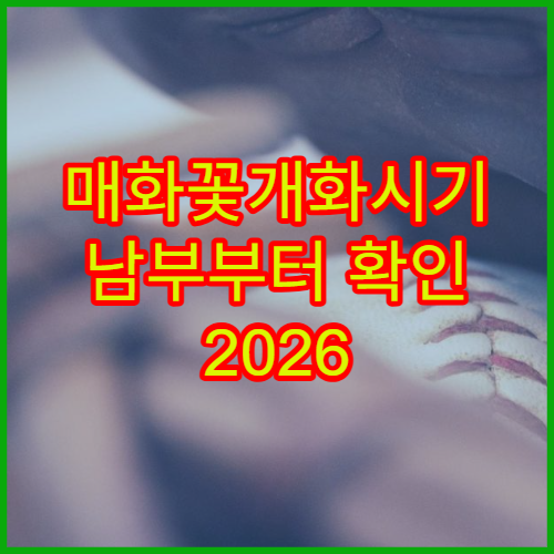 매화꽃개화시기 남부부터 확인 2026 봄꽃 여행 계획 세우기