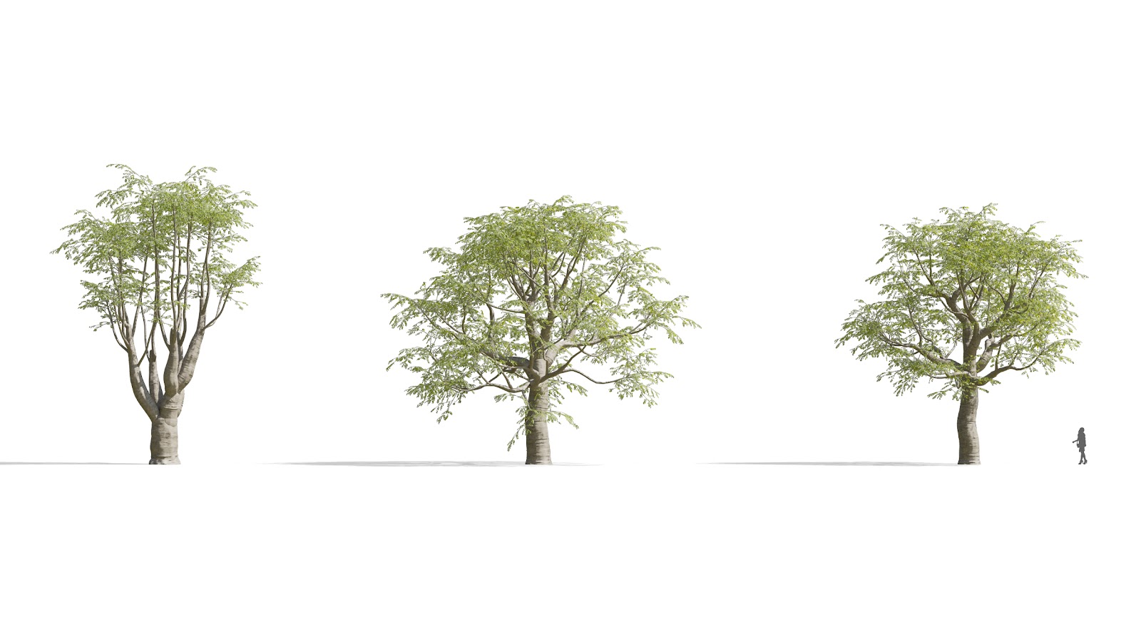 Maxtree - Plant Models Vol.73