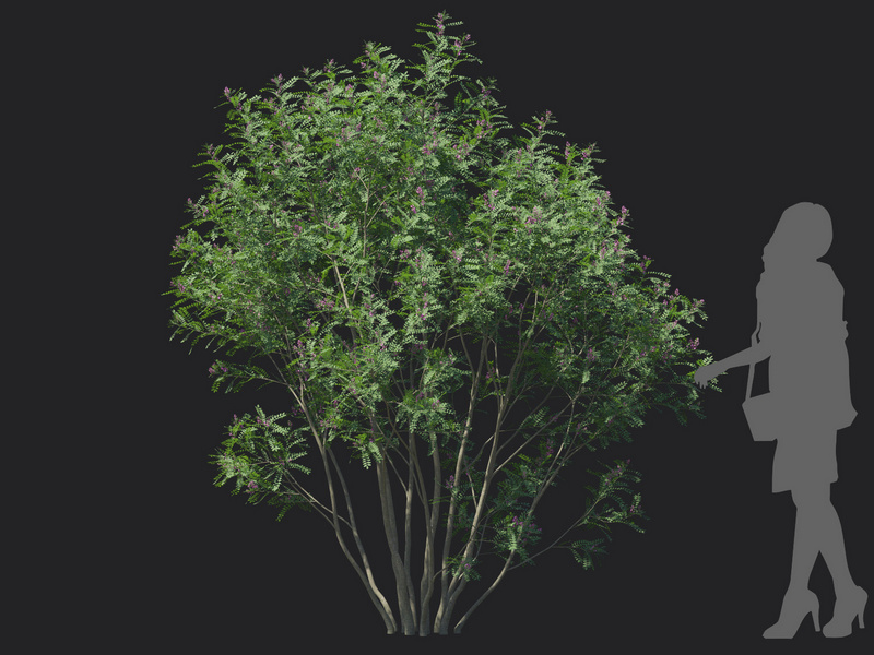 Maxtree - Plant Models Vol.129