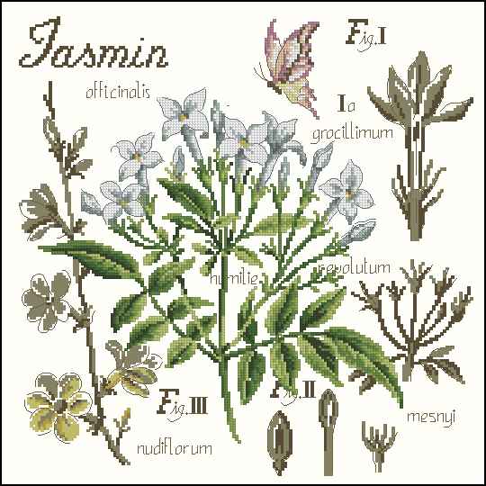 CMP 171421 Botany Jasmine