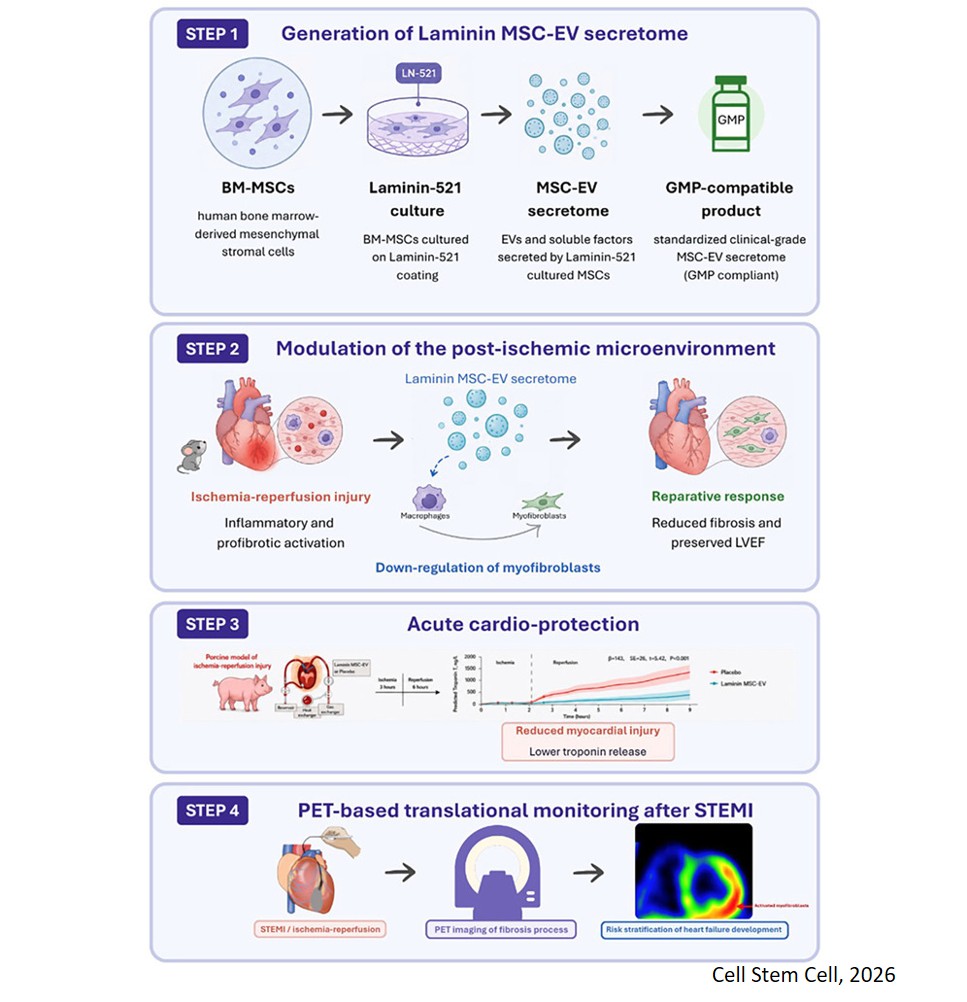 Extracellular vesicle secretome from mesenchymal stromal cells prevents post-ischemic heart failure by targeting cardiac fibrosis