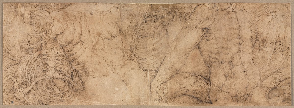Torsos with Rib Cages early 1540s