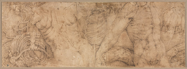 Torsos with Rib Cages early 1540s