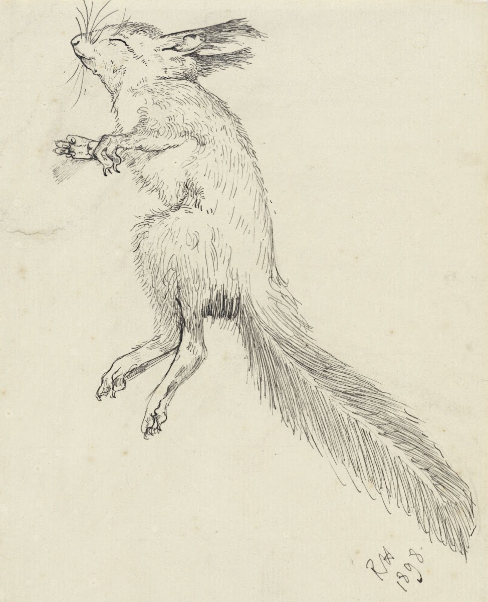 Dode eekhoorn 1898