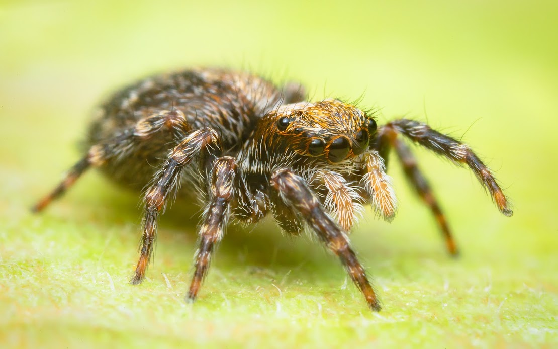 Pseudeuophrys lanigera