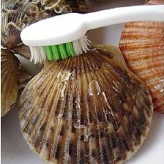 Sò điệp mua về dùng bàn chải cọ sạch dưới vòi nước cho hết đất cát. Sau đó mình dùng dao cậy nắp, làm sạch sạn và phần ruột đen bên trong của con sò, nhưng vẫn phải giữ nguyên con sò trong vỏ đất. Miến đem ngâm cho nở mềm rồi vớt ra, cắt nhỏ. Tỏi lột vỏ, băm nhuyễn.