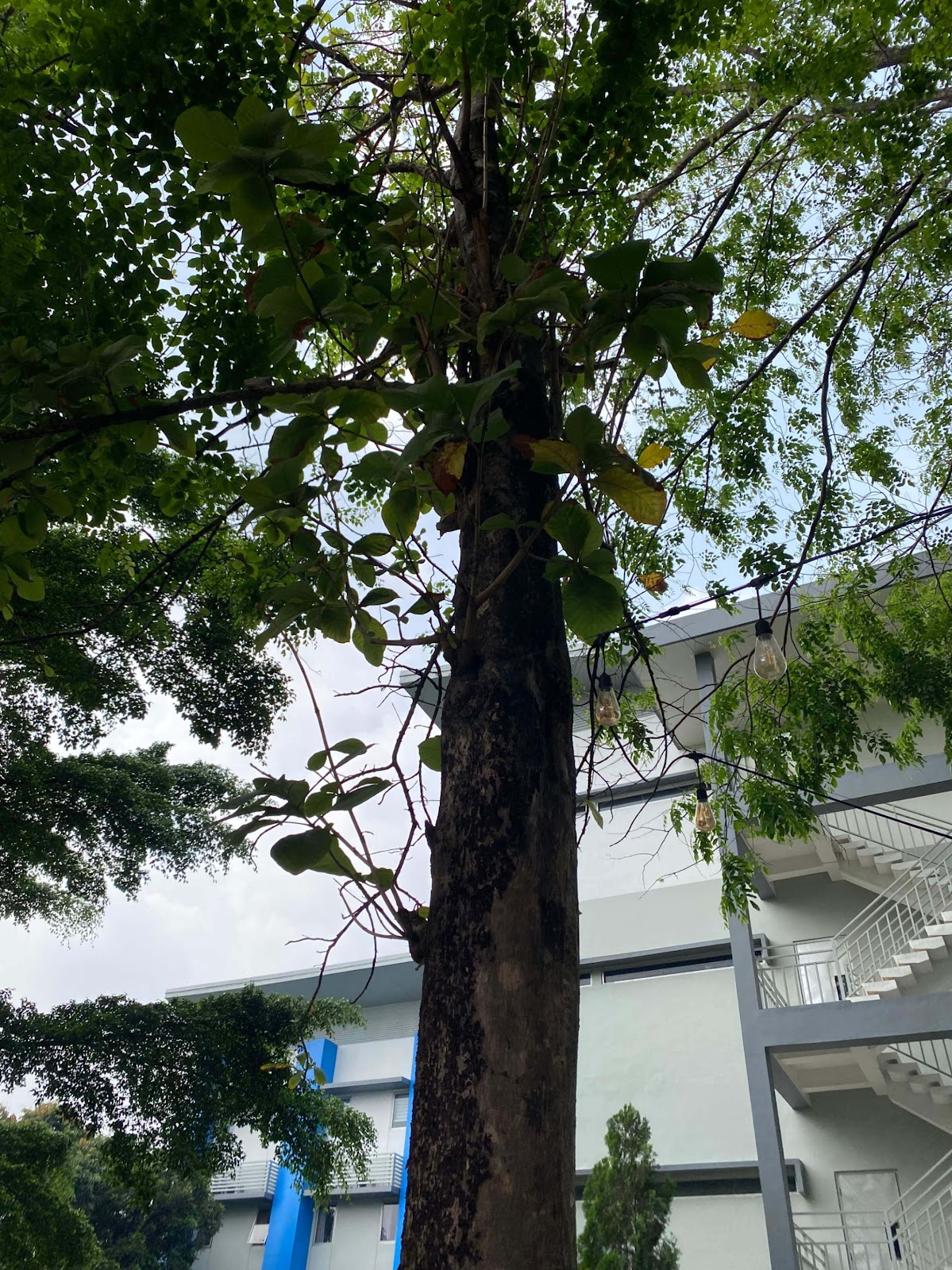 image of Teak Tree