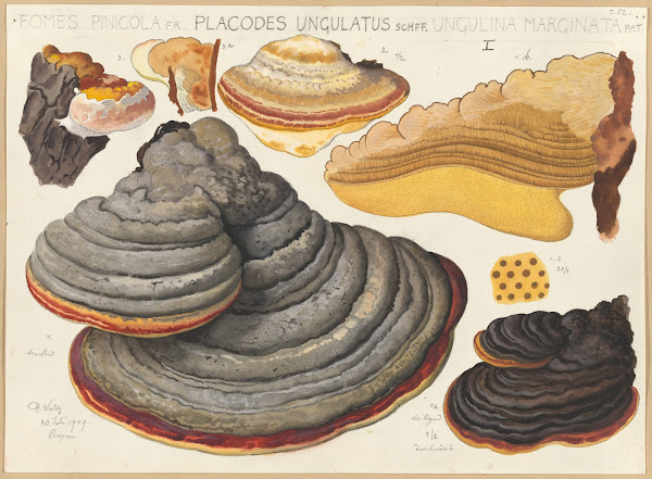 Fomes pinicola FR Placodes ungulatus Schff Ungulina marginata Pat 1915 1945