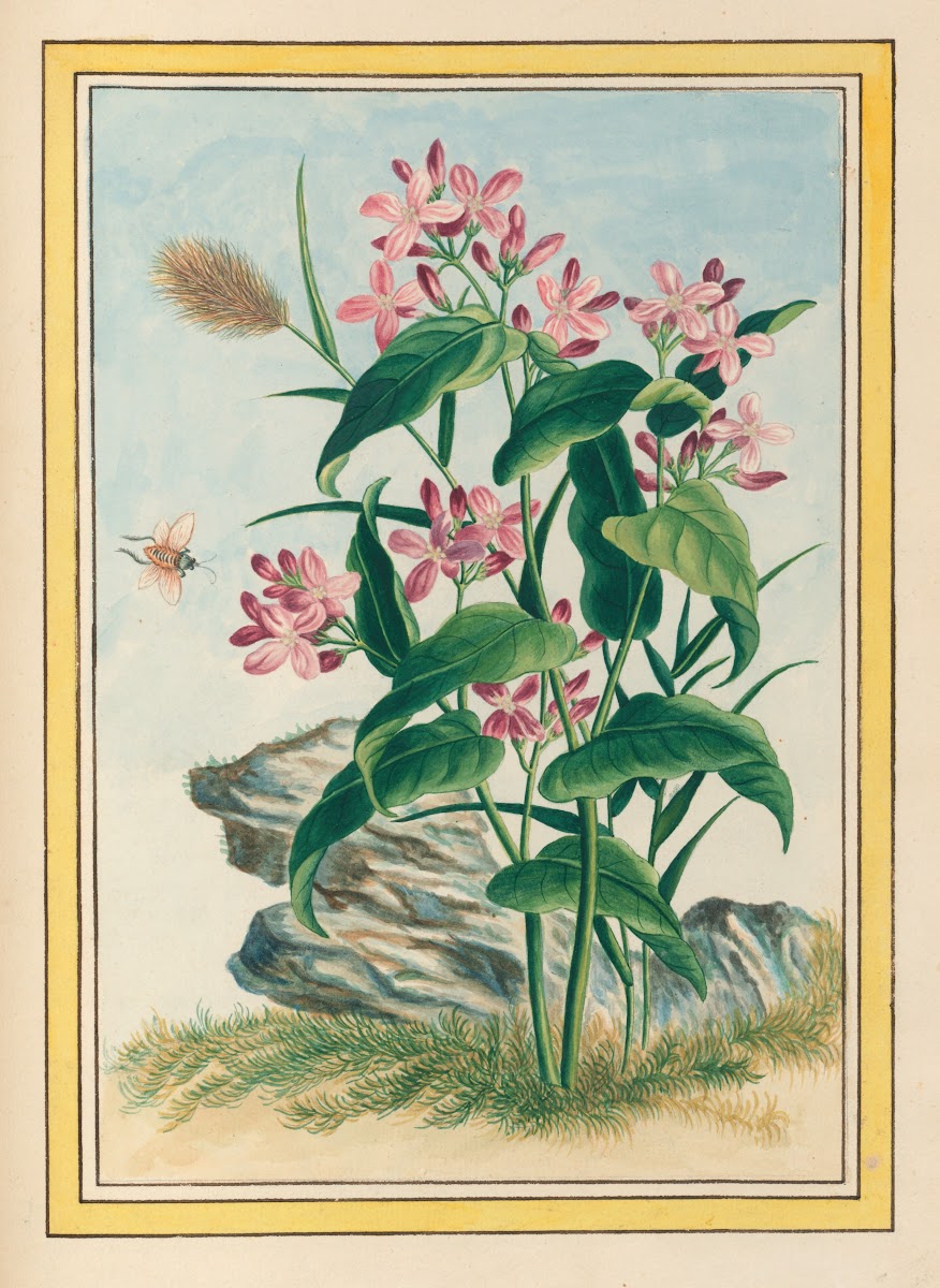 Plantes de Chine Pl079 1776