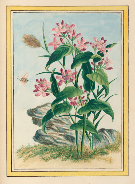 Plantes de Chine Pl079 1776