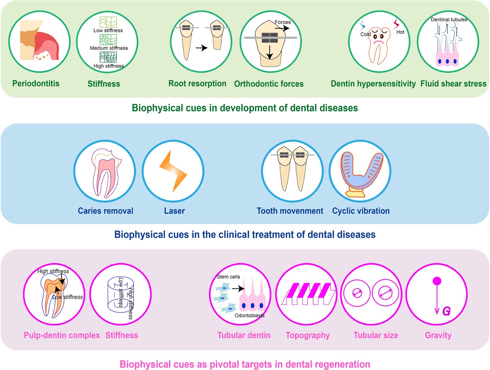 The role of biophysical cues and their modulated exosomes in dental diseases: from mechanism to therapy