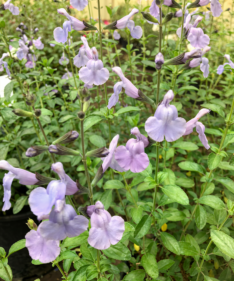 Salvia microphylla 'Delice Aquamarine' in piena fioritura con petali blu acquamarina.