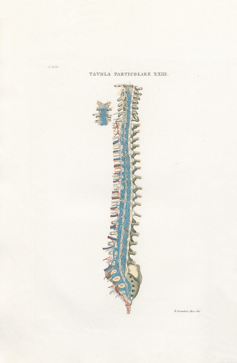 Anatomia Universale Pl54 1833
