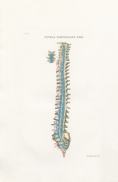 Anatomia Universale Pl54 1833