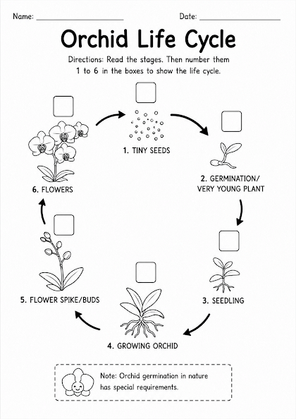 Orchid Life Cycle Worksheet