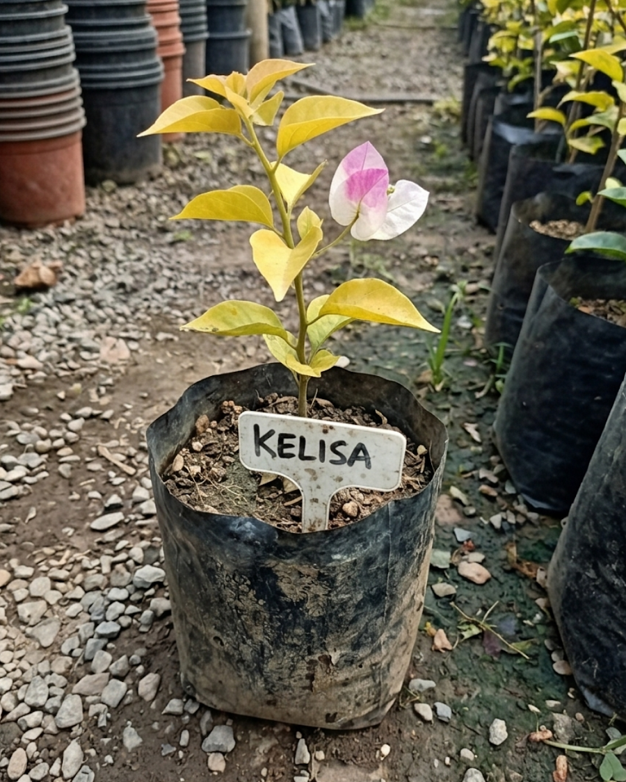 Imported Kelisa Bougainvillea Plant — view 3