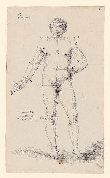 Principe anatomie masculine 1777 1825