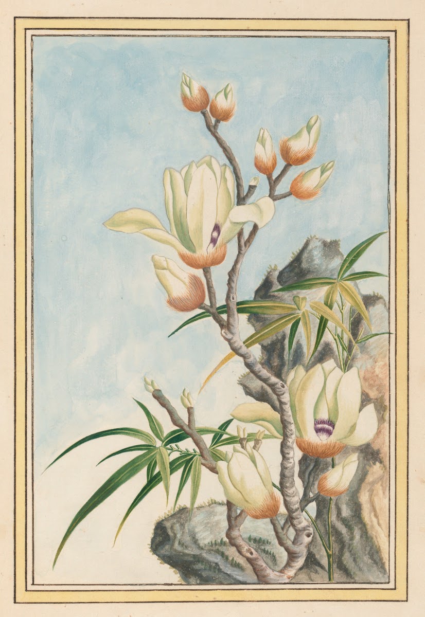 Plantes de Chine Pl032 1776