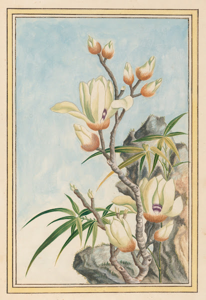 Plantes de Chine Pl032 1776