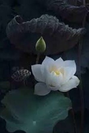 Sau Khi Tôi Xuyên Không Thành Hoa Sen Trắng