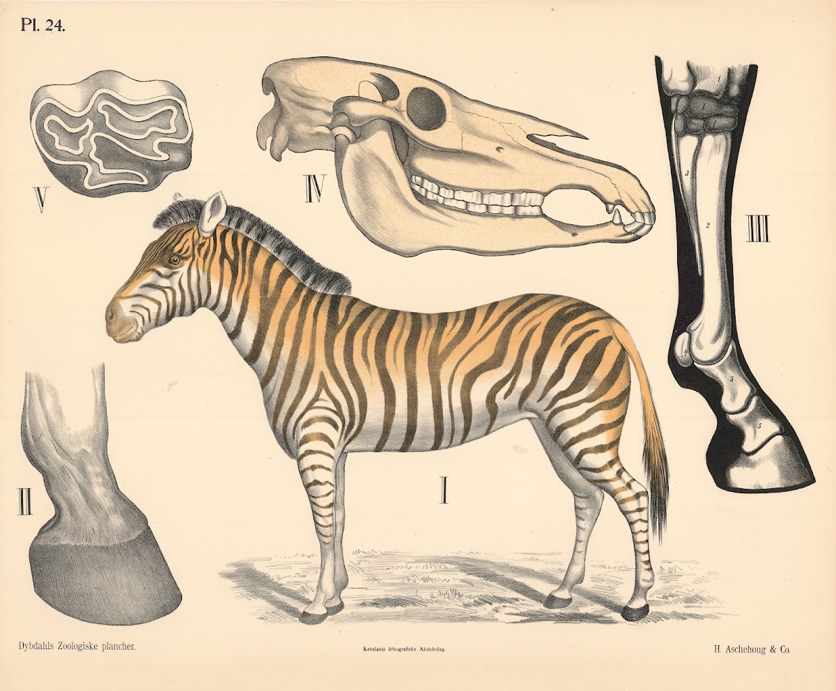 Pattedyr Enhovede variant 1 1881