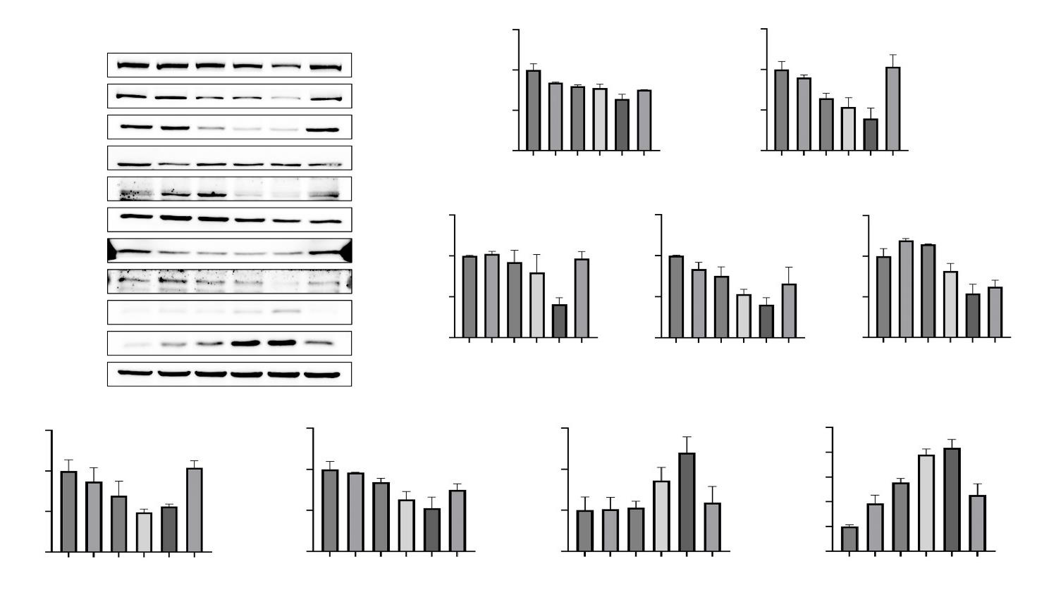 Mechanism of Morin in Inhibiting Gastric Cancer Cells via Regulation of the PI3K/Akt Pathway